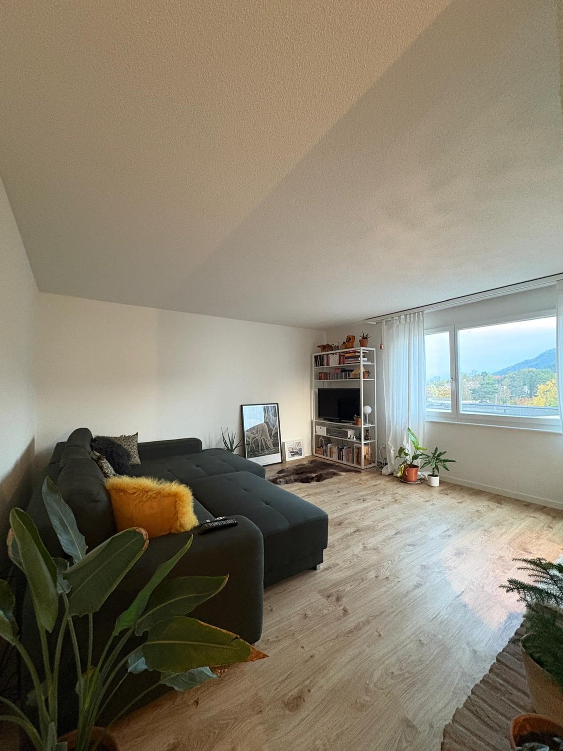 Room in a shared flat